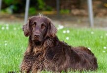 Consejos para Evitar Que tu Perro Se Pierda Consejos para Evitar Que tu Perro Se Pierda