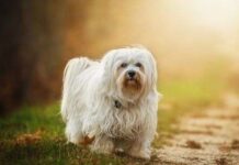 Ocho Consejos para Cuidar a tu Perro Ocho Consejos para Cuidar a tu Perro