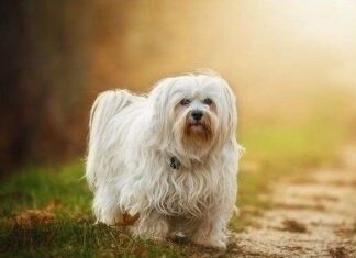 Ocho Consejos para Cuidar a tu Perro Ocho Consejos para Cuidar a tu Perro