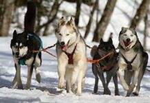 Ventajas de Tener Dos Perros Ventajas de Tener Dos Perros