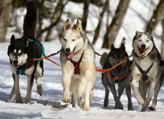 Ventajas de Tener Dos Perros Ventajas de Tener Dos Perros