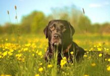Consejos para Viajar con Tu Perro por Europa Consejos para Viajar con Tu Perro por Europa