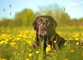 Consejos para Viajar con Tu Perro por Europa Consejos para Viajar con Tu Perro por Europa