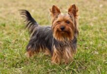 Consejos para cuidar el Yorkshire Terrier Consejos para Cuidar a un Yorkshire Terrier