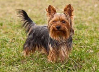 Consejos para cuidar el Yorkshire Terrier Consejos para Cuidar a un Yorkshire Terrier