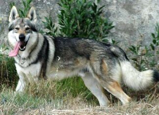 Carácter del PERRO LOBO Checoslovaco Perro Lobo Checoslovaco