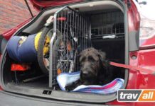 ¿Cómo Pasar unas VACACIONES de Ensueño CON TU PERRO? Organizar las Vacaciones con tu Perro