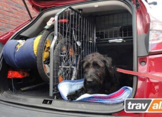 ¿Cómo Pasar unas VACACIONES de Ensueño CON TU PERRO? Organizar las Vacaciones con tu Perro