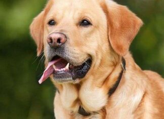 Cómo Evitar el Sobrepeso en los Perros Cómo Evitar el Sobrepeso en los Perros