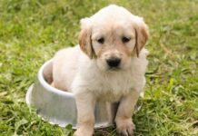 10 Consejos para Cuidar a tu Perro 10 Consejos para Cuidar a tu Perro