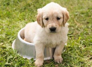 10 Consejos para Cuidar a tu Perro 10 Consejos para Cuidar a tu Perro