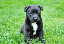 Cómo Elegir una Peluquería Canina Cómo Elegir una Peluquería Canina