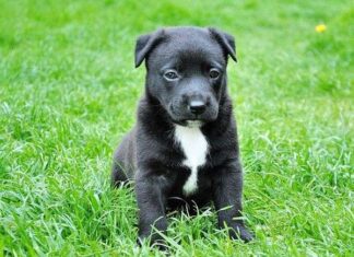 Cómo Elegir una Peluquería Canina Cómo Elegir una Peluquería Canina