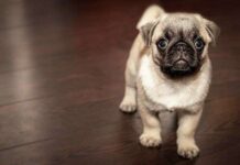 No al Abandono de Perros en Verano No al Abandono de Perros en Verano