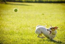 9 Consejos para Cuidar Bien a Tu Perro Siempre Consejos para Cuidar Bien a Tu Perro Siempre
