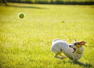 9 Consejos para Cuidar Bien a Tu Perro Siempre Consejos para Cuidar Bien a Tu Perro Siempre