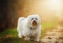 Perfumes para Perros: Cosas a Tener en Cuenta Perfumes para Perros: Cosas a Tener en Cuenta