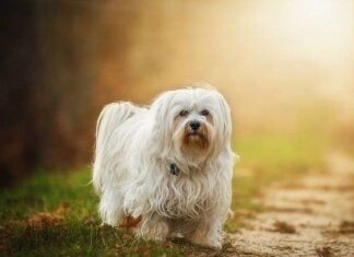 Perfumes para Perros: Cosas a Tener en Cuenta Perfumes para Perros: Cosas a Tener en Cuenta