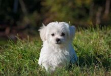 ¿El Síndrome Postvacacional Afecta a los Perros? ¿El Síndrome Postvacacional Afecta a los Perros?