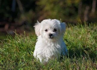 ¿El Síndrome Postvacacional Afecta a los Perros? ¿El Síndrome Postvacacional Afecta a los Perros?
