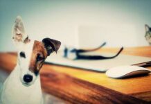 Los Perros Reducen la Soledad Humana Los Perros Reducen la Soledad Humana