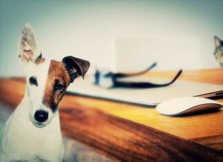 Los Perros Reducen la Soledad Humana Los Perros Reducen la Soledad Humana