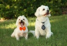 Revisión Dental Gratuita para tu Perro en Octubre Revisión Dental Gratuita para tu Perro en Octubre