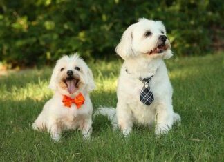 Revisión Dental Gratuita para tu Perro en Octubre Revisión Dental Gratuita para tu Perro en Octubre