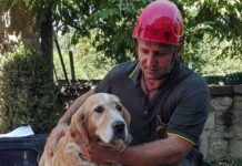 Un Perro Sobrevive Nueve Días al Terremoto de Italia Un Perro Sobrevive Nueve Días al Terremoto de Italia