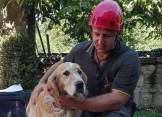 Un Perro Sobrevive Nueve Días al Terremoto de Italia Un Perro Sobrevive Nueve Días al Terremoto de Italia