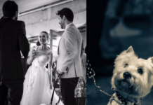 Robin, la Perrita de Marta Hazas, Asiste a su Boda Robin, la Perrita de Marta Hazas, Asiste a su Boda