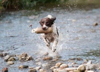 10 Reglas de Oro para Hacer Feliz a Tu Perro 10 Reglas de Oro para Hacer Feliz a Tu Perro