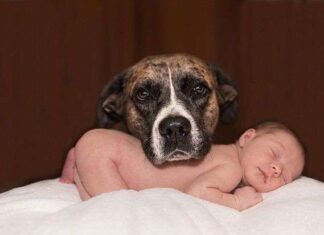 Vídeos Graciosos de Bebés Riendo con sus Perros Vídeos Graciosos de Bebés Riendo con sus Perros