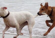 Cómo Apadrinar un Perro Cómo Apadrinar un Perro