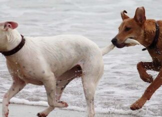 Cómo Apadrinar un Perro Cómo Apadrinar un Perro