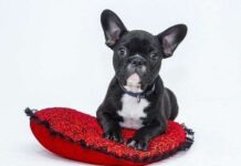 Razones para No Usar Correas Extensibles para Perros Razones para No Usar Correas Extensibles para Perros