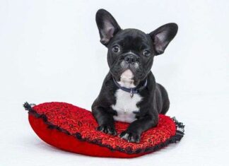Razones para No Usar Correas Extensibles para Perros Razones para No Usar Correas Extensibles para Perros