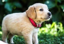 Beneficios de los Perros para las Personas Mayores Beneficios de los Perros para las Personas Mayores