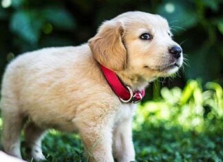 Beneficios de los Perros para las Personas Mayores Beneficios de los Perros para las Personas Mayores