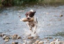 No al Abandono de Perros en Navidad No al Abandono de Perros en Navidad