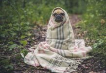 Beneficios de la Ropa para Perros Beneficios de la Ropa para Perros