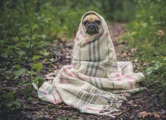 Beneficios de la Ropa para Perros Beneficios de la Ropa para Perros