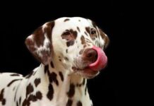 Hacer Amigos al Salir con tu Perro a Pasear Hacer Amigos al Salir con tu Perro a Pasear