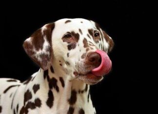 Hacer Amigos al Salir con tu Perro a Pasear Hacer Amigos al Salir con tu Perro a Pasear