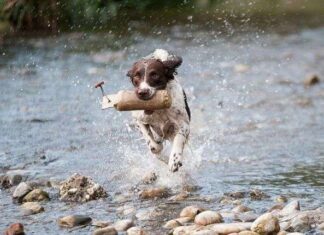 Cómo Elegir Parques para Pasear con tu Perro Cómo Elegir Parques para Pasear con tu Perro
