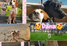 Dana, Esta Perrita está en Adopción Dana, Esta Perrita está en Adopción