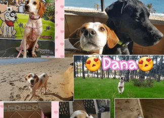 Dana, Esta Perrita está en Adopción Dana, Esta Perrita está en Adopción