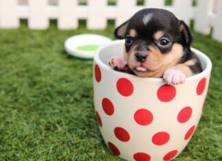 Ventajas de Tener un Perro Pequeño Ventajas de Tener un Perro Pequeño