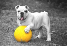 Ideas para pasear al perro en primavera Ideas para pasear el perro en primavera