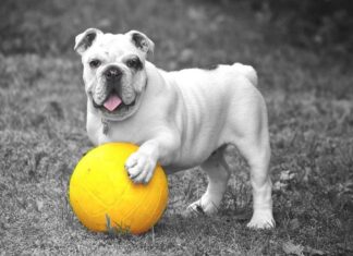Ideas para pasear al perro en primavera Ideas para pasear el perro en primavera